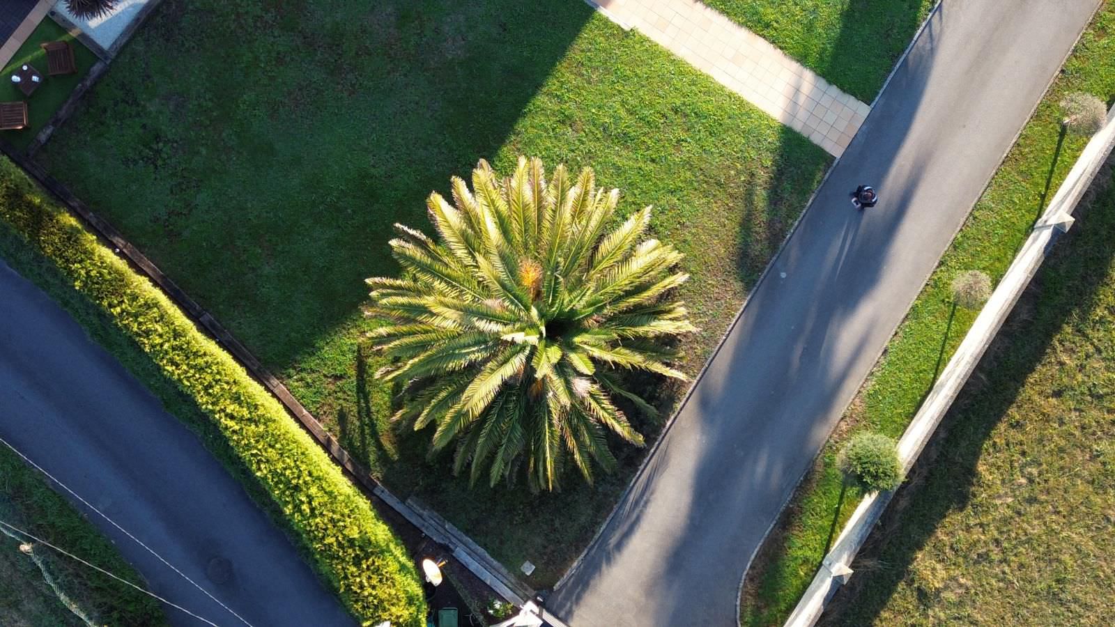 Eliminar plagas en palmeras