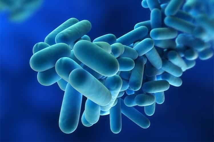 Legionella
