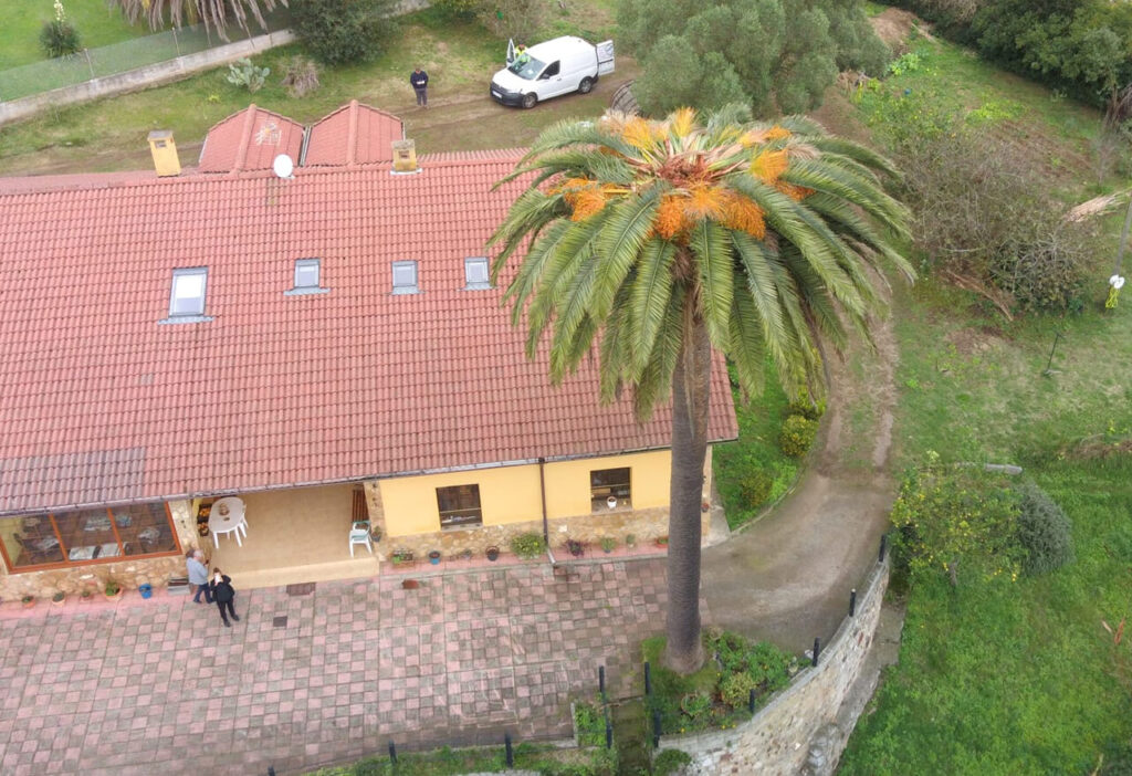 Tratamiento de Plagas en Palmeras